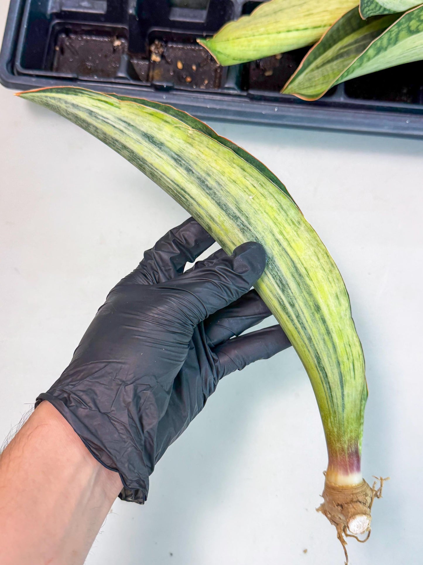 Sansevieria Masoniana Bruda (bb) (6) | Masoniana Var x Eliptica Var