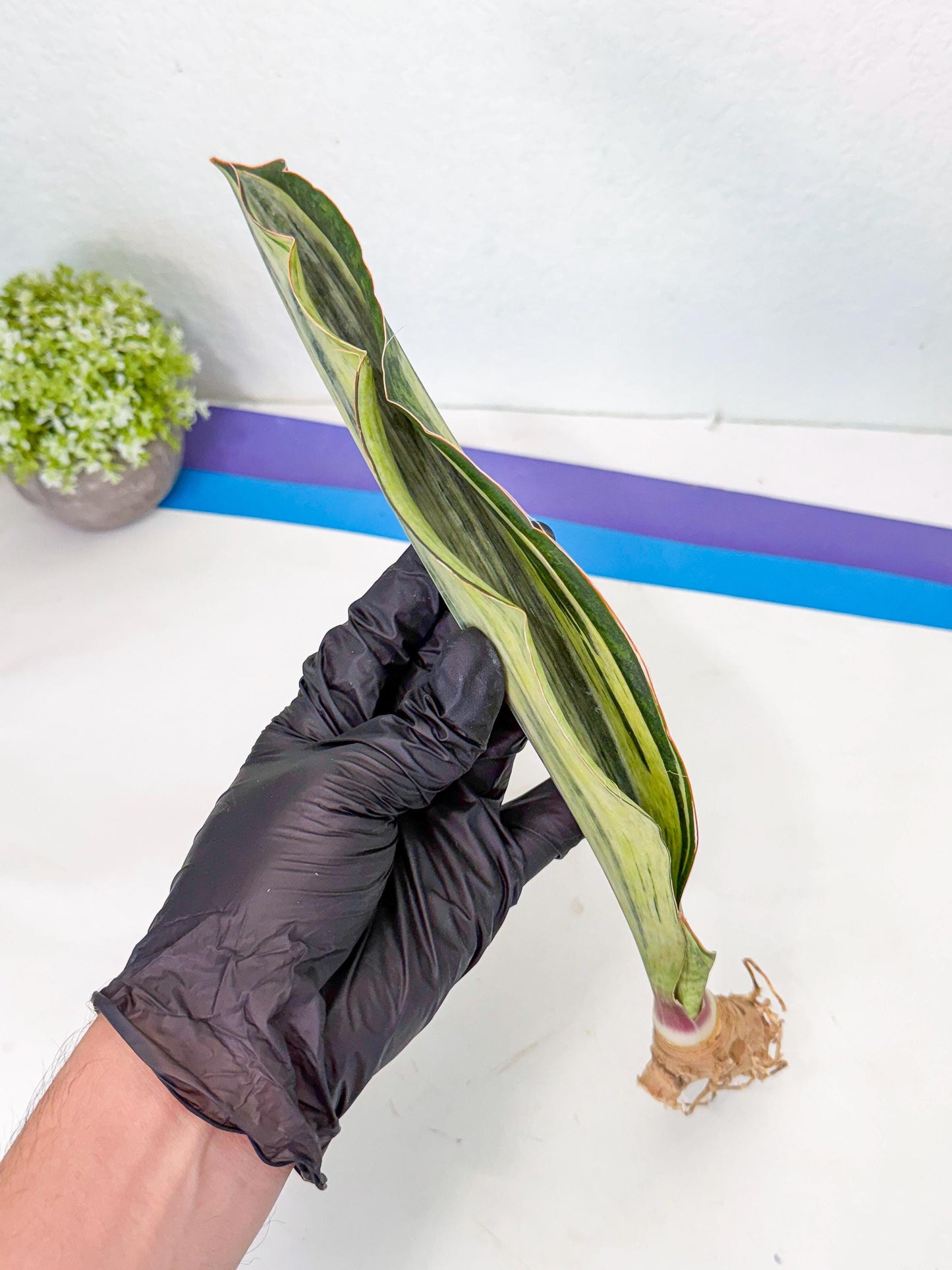 Sansevieria Masoniana Bruda (bb) (6) | Masoniana Var x Eliptica Var