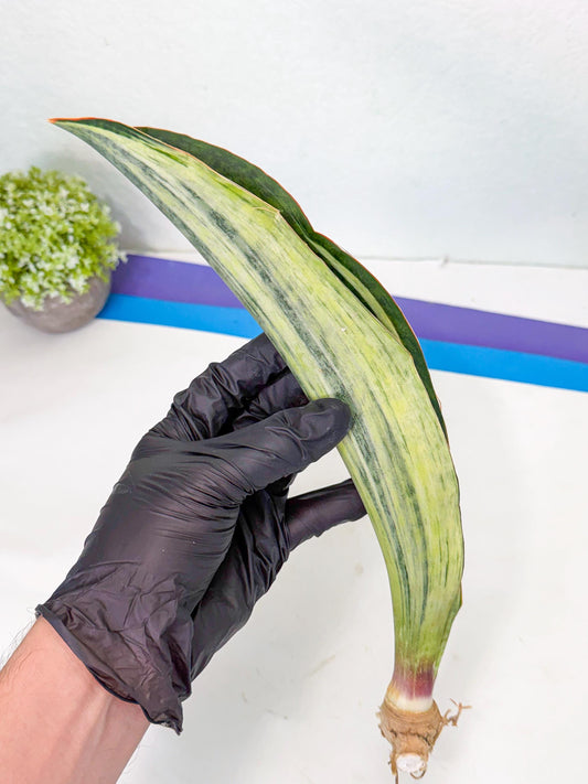 Sansevieria Masoniana Bruda (bb) (6) | Masoniana Var x Eliptica Var