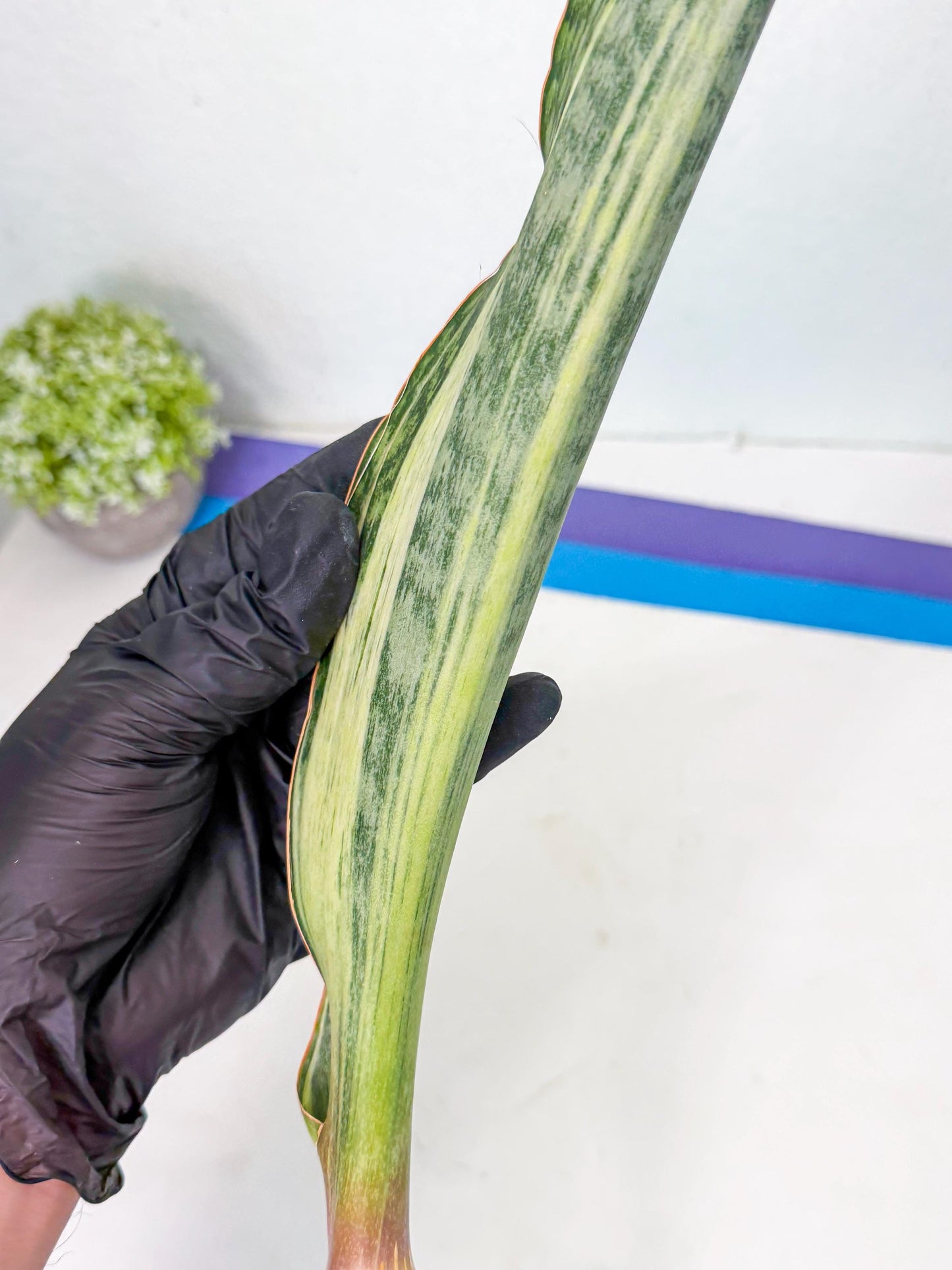 Sansevieria Masoniana Bruda (bb) (6) | Masoniana Var x Eliptica Var