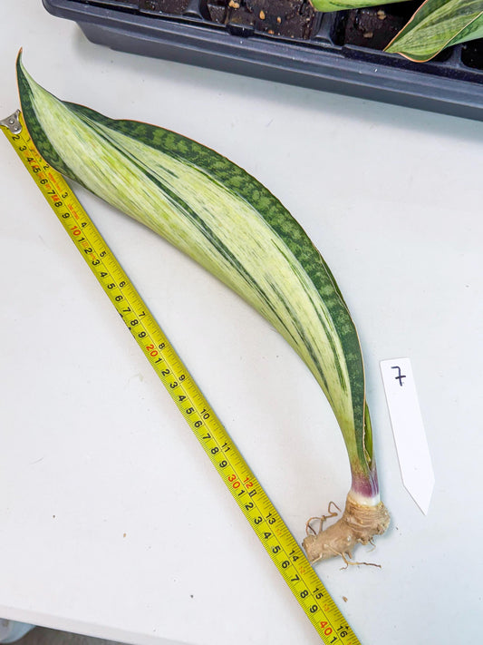 Sansevieria Masoniana Bruda (bb) (7) | Masoniana Var x Eliptica Var