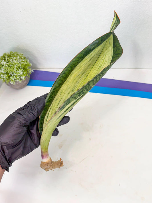 Sansevieria Masoniana Bruda (bb) (7) | Masoniana Var x Eliptica Var