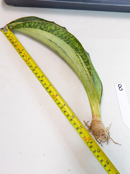 Sansevieria Masoniana Bruda (bb) (8) | Masoniana Var x Eliptica Var
