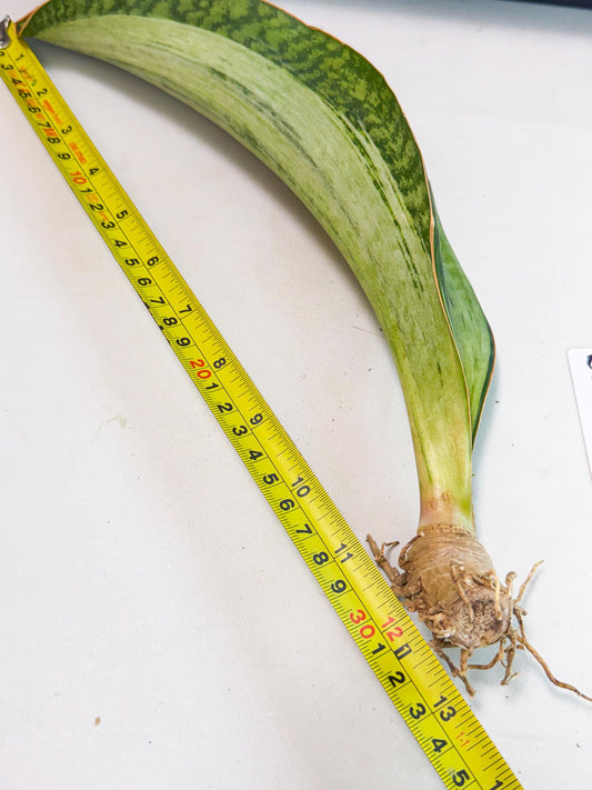 Sansevieria Masoniana Bruda (bb) (8) | Masoniana Var x Eliptica Var