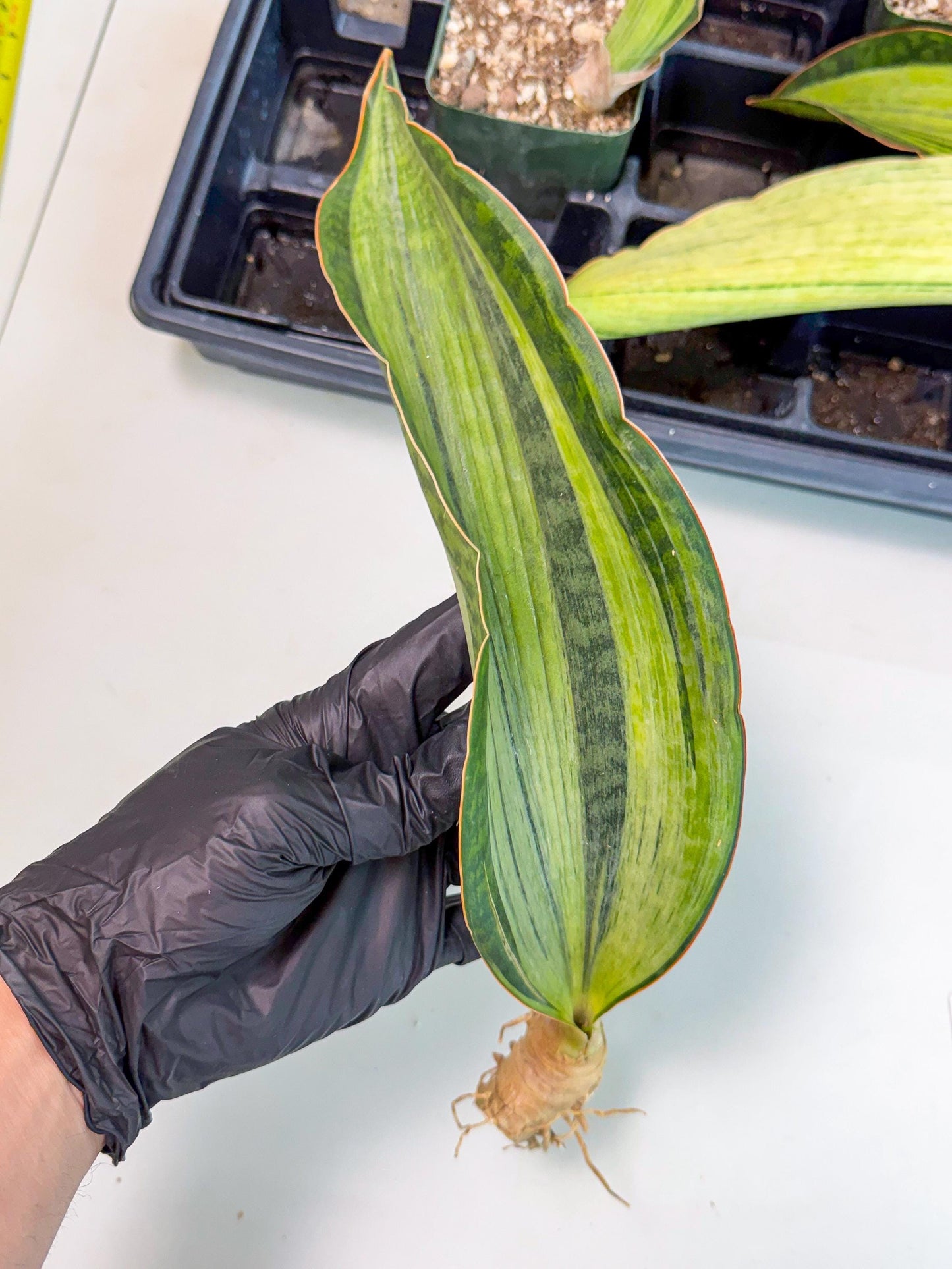 Sansevieria Masoniana Bruda (bb) (8) | Masoniana Var x Eliptica Var