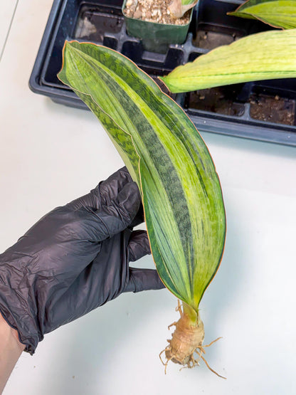 Sansevieria Masoniana Bruda (bb) (8) | Masoniana Var x Eliptica Var