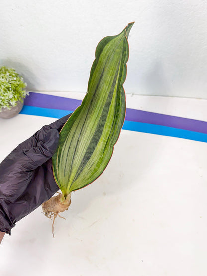 Sansevieria Masoniana Bruda (bb) (8) | Masoniana Var x Eliptica Var