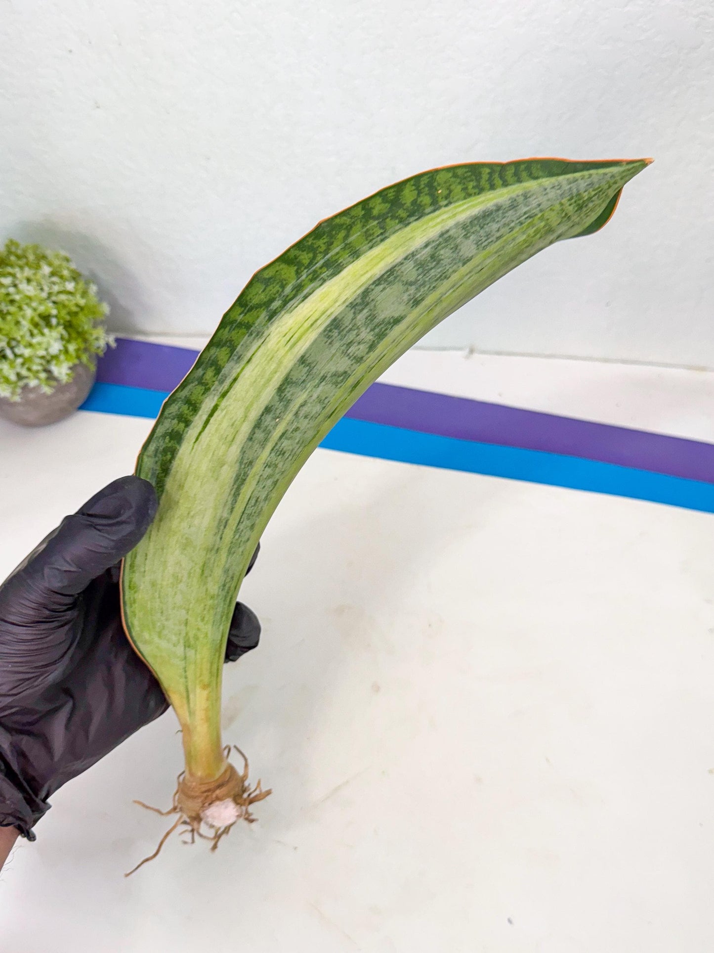 Sansevieria Masoniana Bruda (bb) (8) | Masoniana Var x Eliptica Var