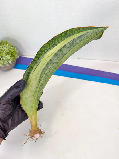 Sansevieria Masoniana Bruda (bb) (8) | Masoniana Var x Eliptica Var