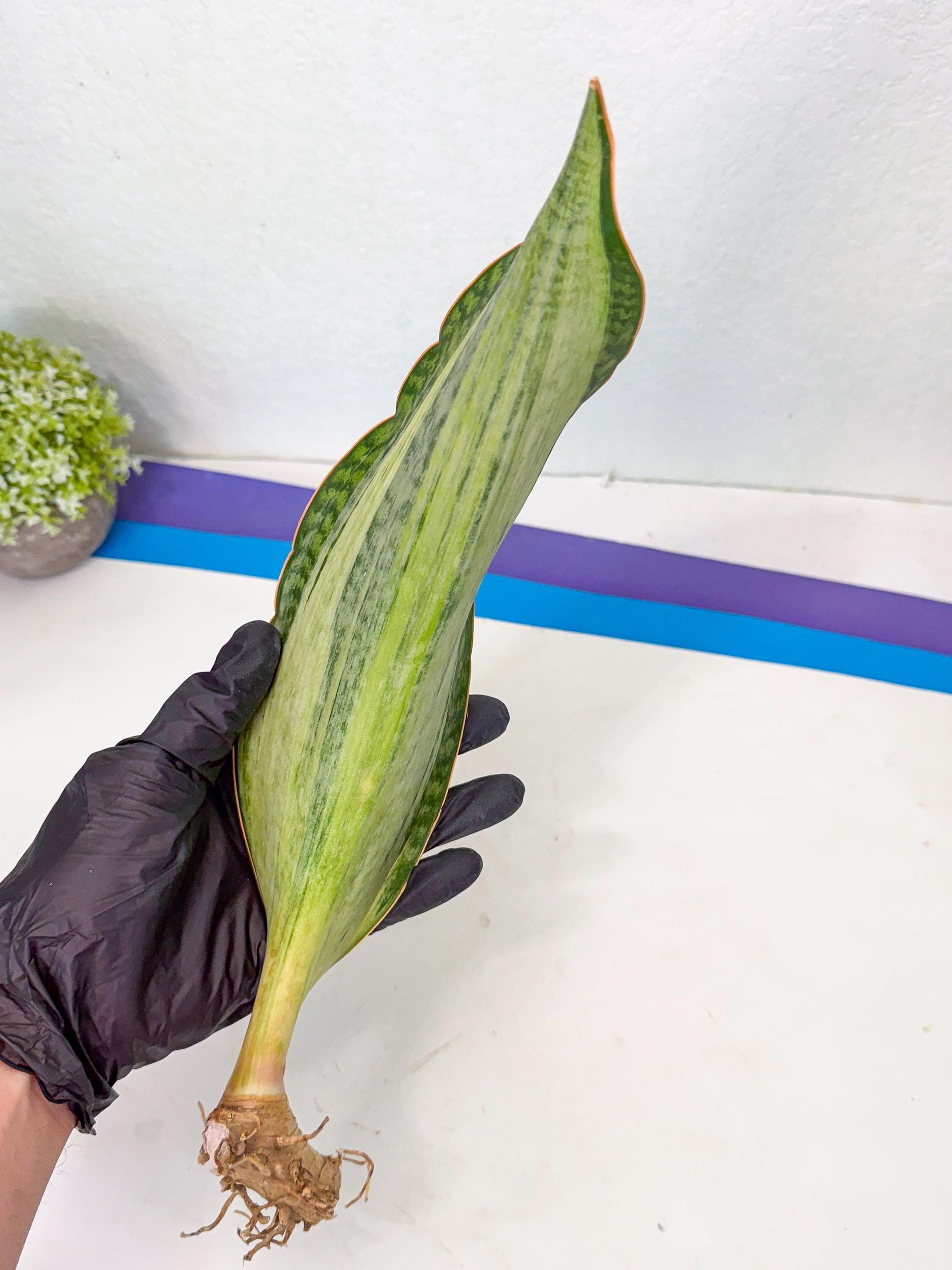 Sansevieria Masoniana Bruda (bb) (8) | Masoniana Var x Eliptica Var