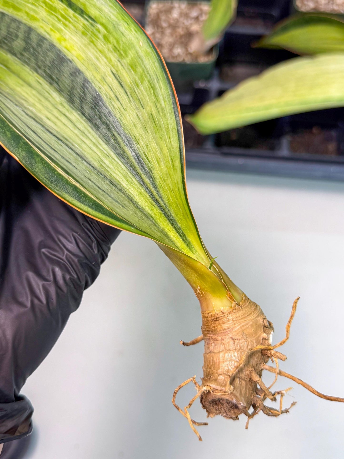 Sansevieria Masoniana Bruda (bb) (8) | Masoniana Var x Eliptica Var