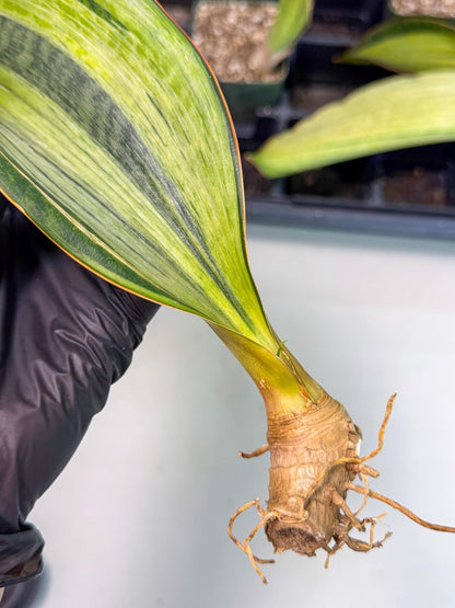 Sansevieria Masoniana Bruda (bb) (8) | Masoniana Var x Eliptica Var