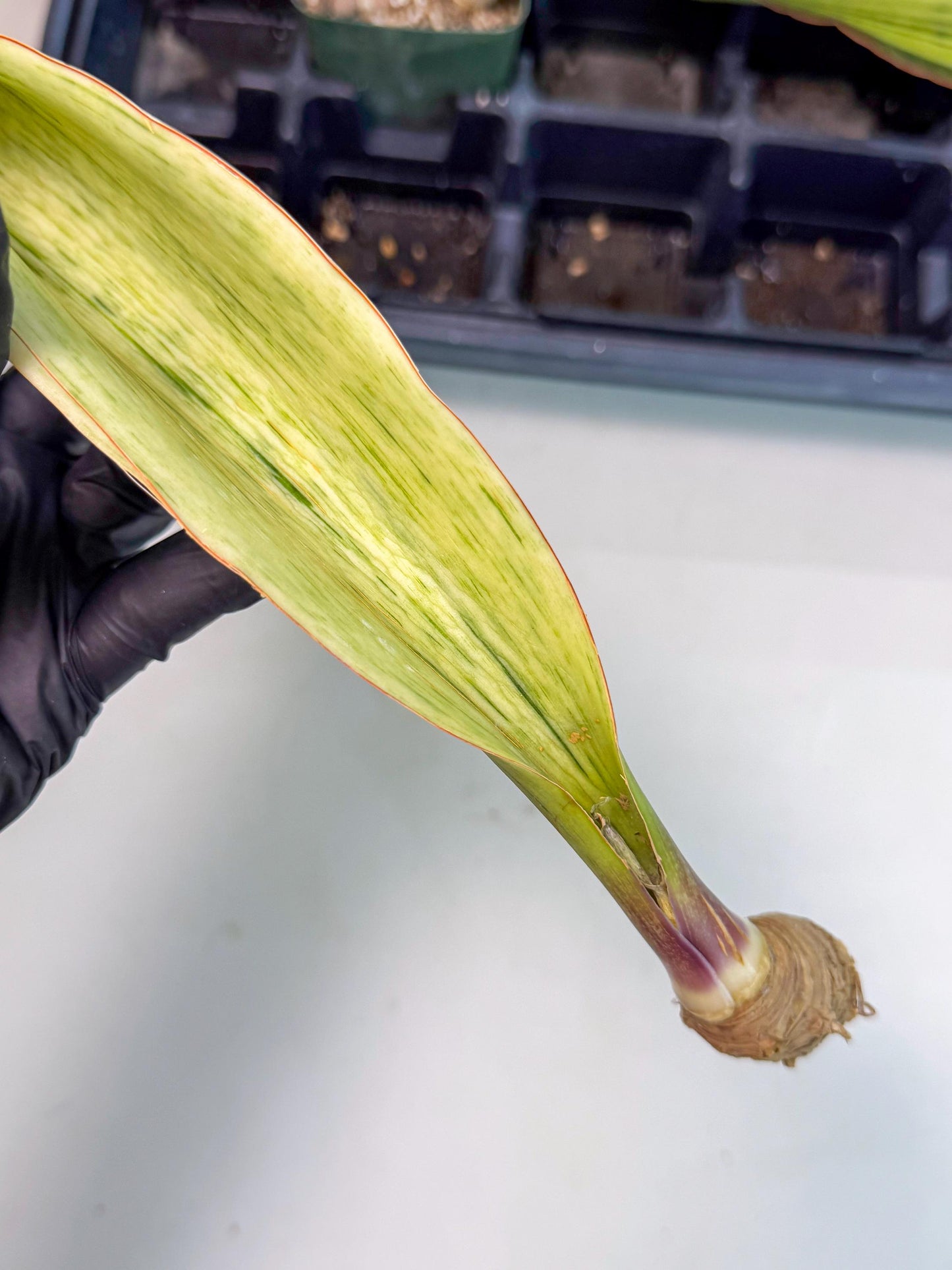 Sansevieria Masoniana Bruda (bb) (10) | Masoniana Var x Eliptica Var