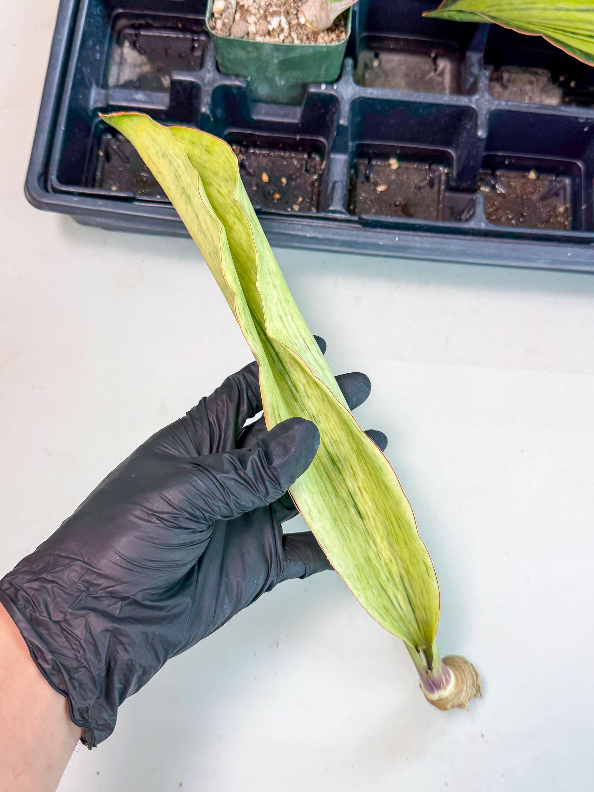 Sansevieria Masoniana Bruda (bb) (10) | Masoniana Var x Eliptica Var