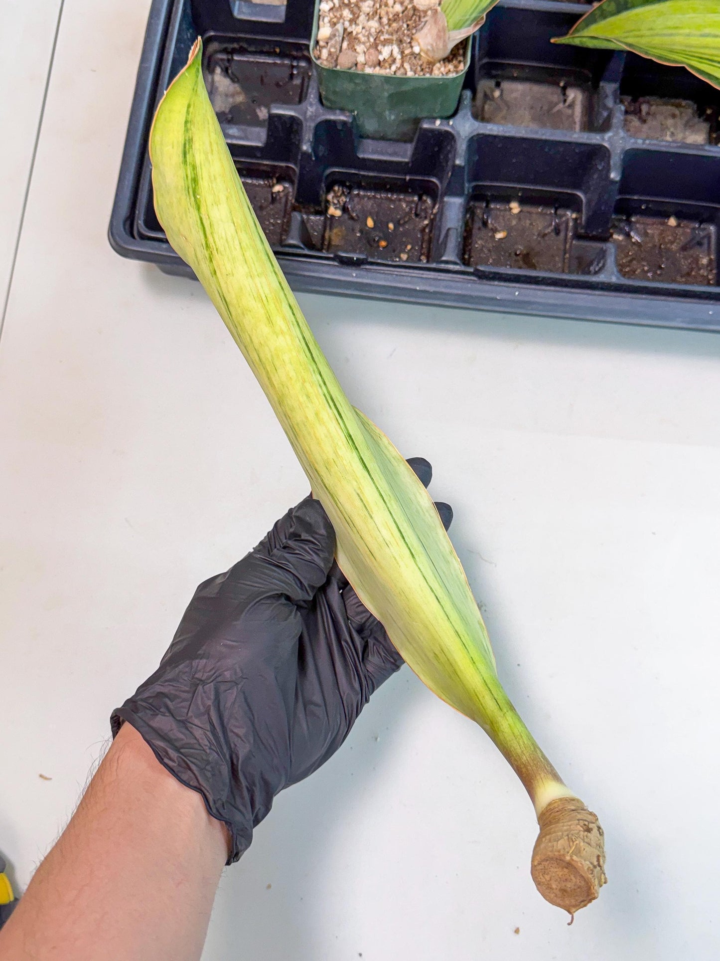 Sansevieria Masoniana Bruda (bb) (10) | Masoniana Var x Eliptica Var