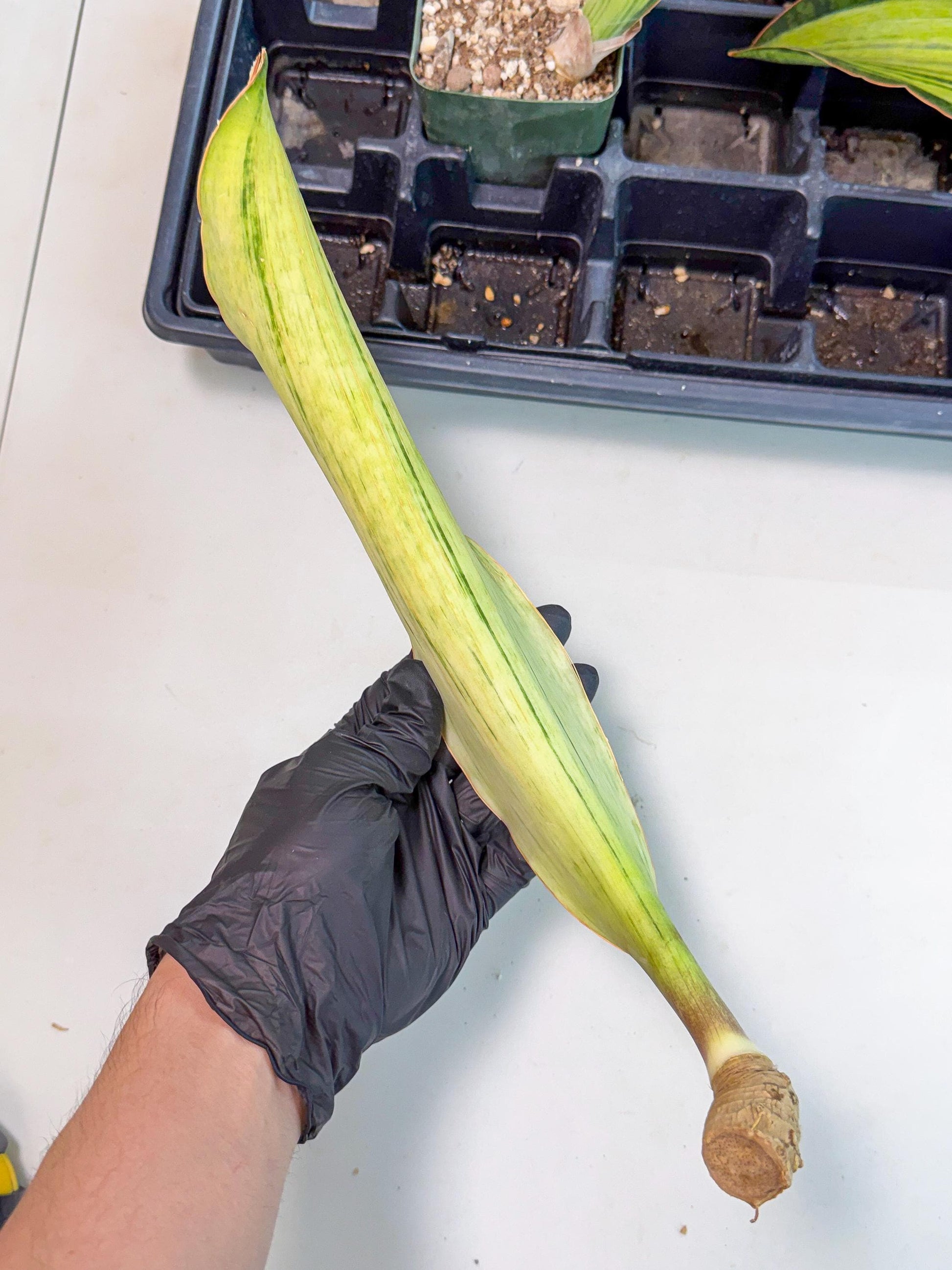 Sansevieria Masoniana Bruda (bb) (10) | Masoniana Var x Eliptica Var