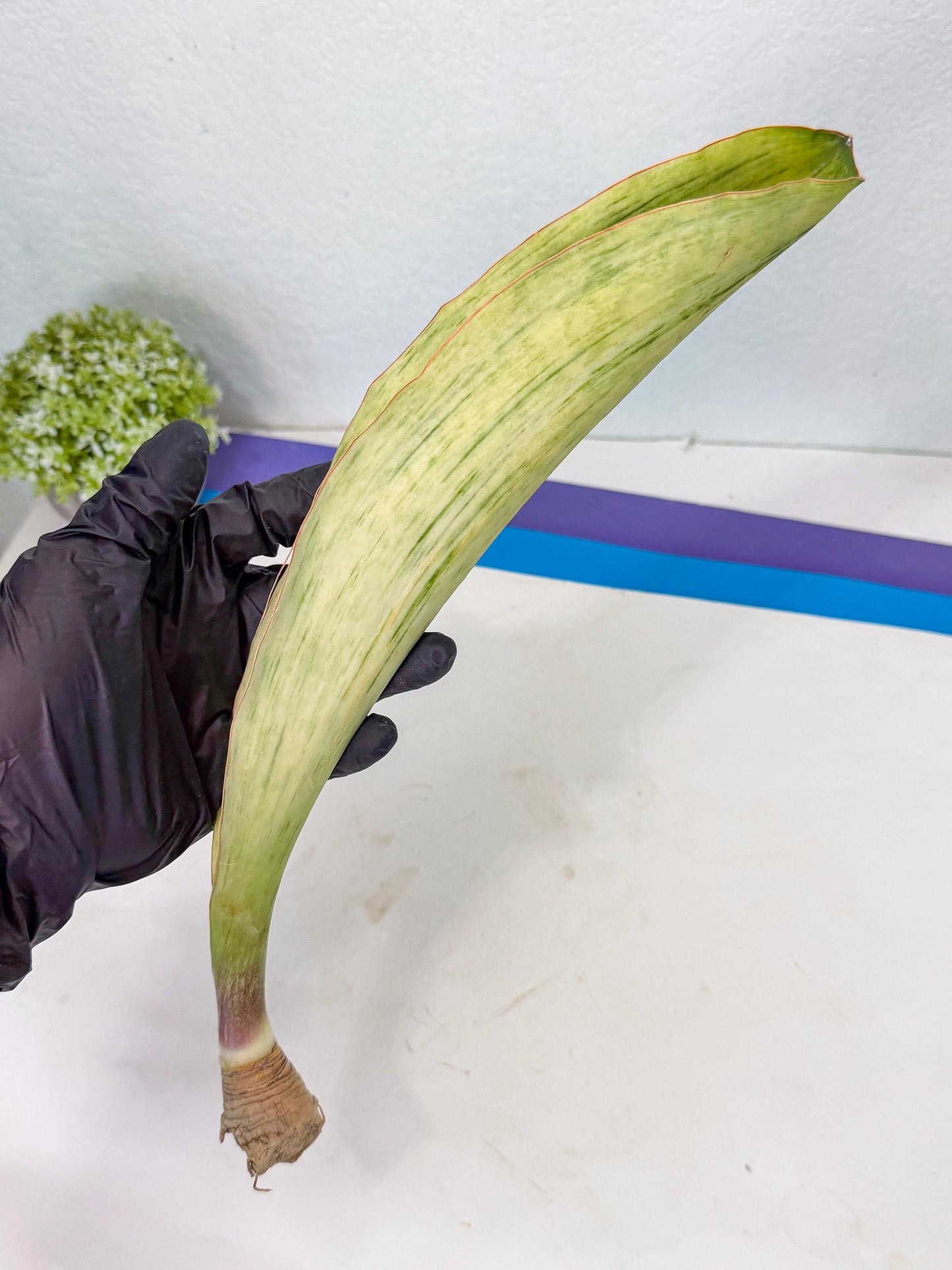 Sansevieria Masoniana Bruda (bb) (10) | Masoniana Var x Eliptica Var