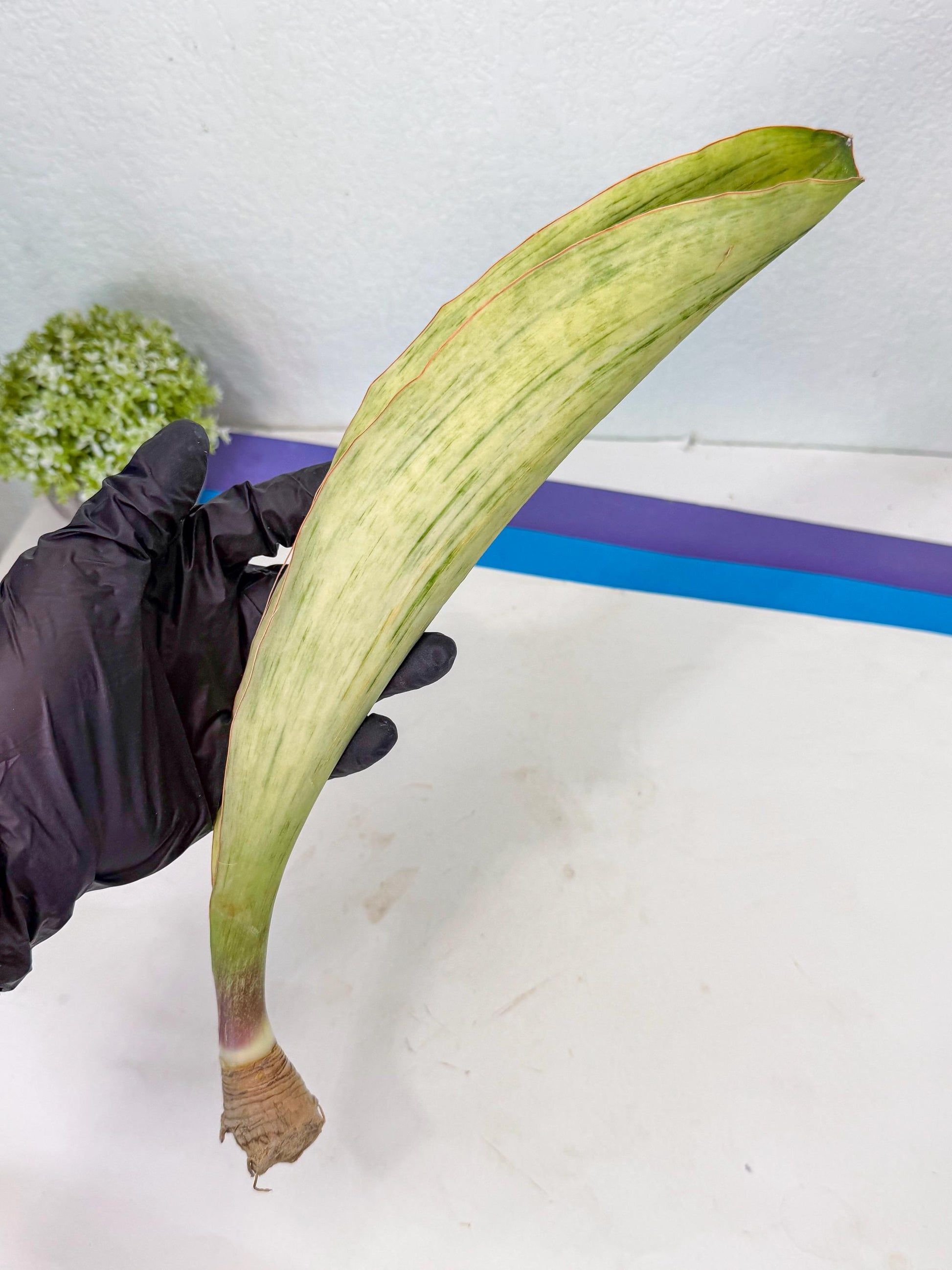 Sansevieria Masoniana Bruda (bb) (10) | Masoniana Var x Eliptica Var