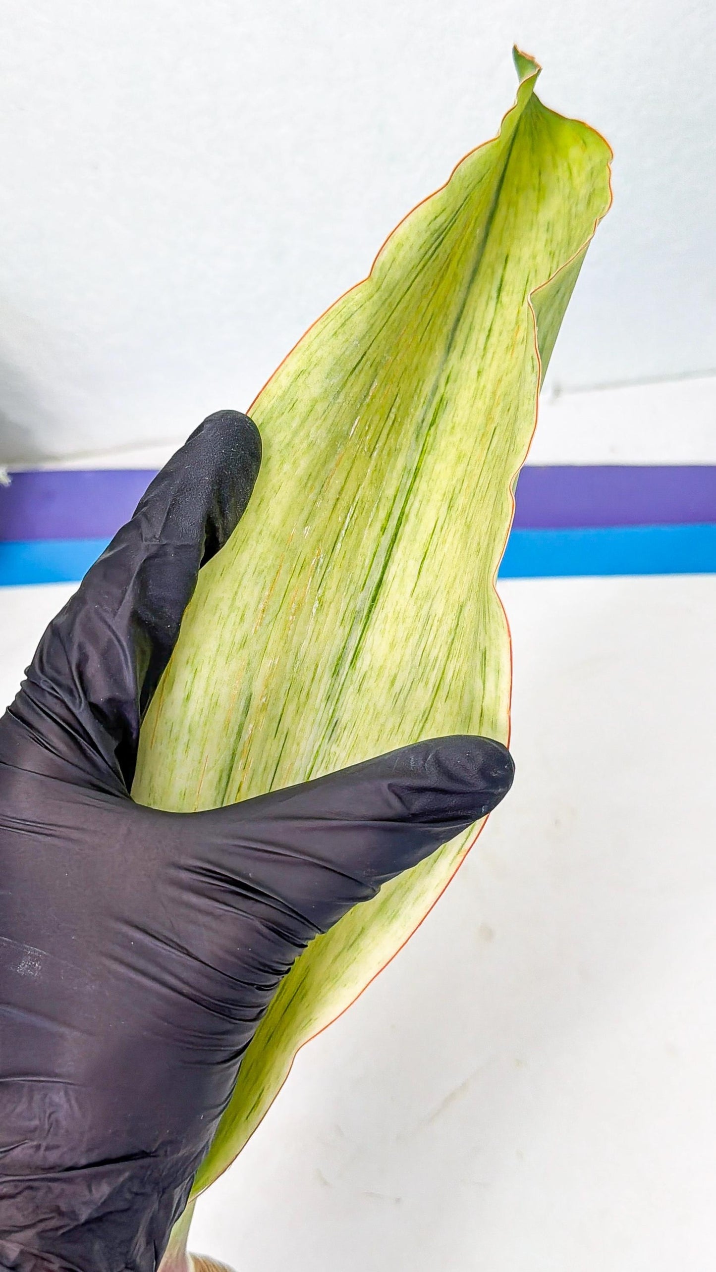 Sansevieria Masoniana Bruda (bb) (10) | Masoniana Var x Eliptica Var
