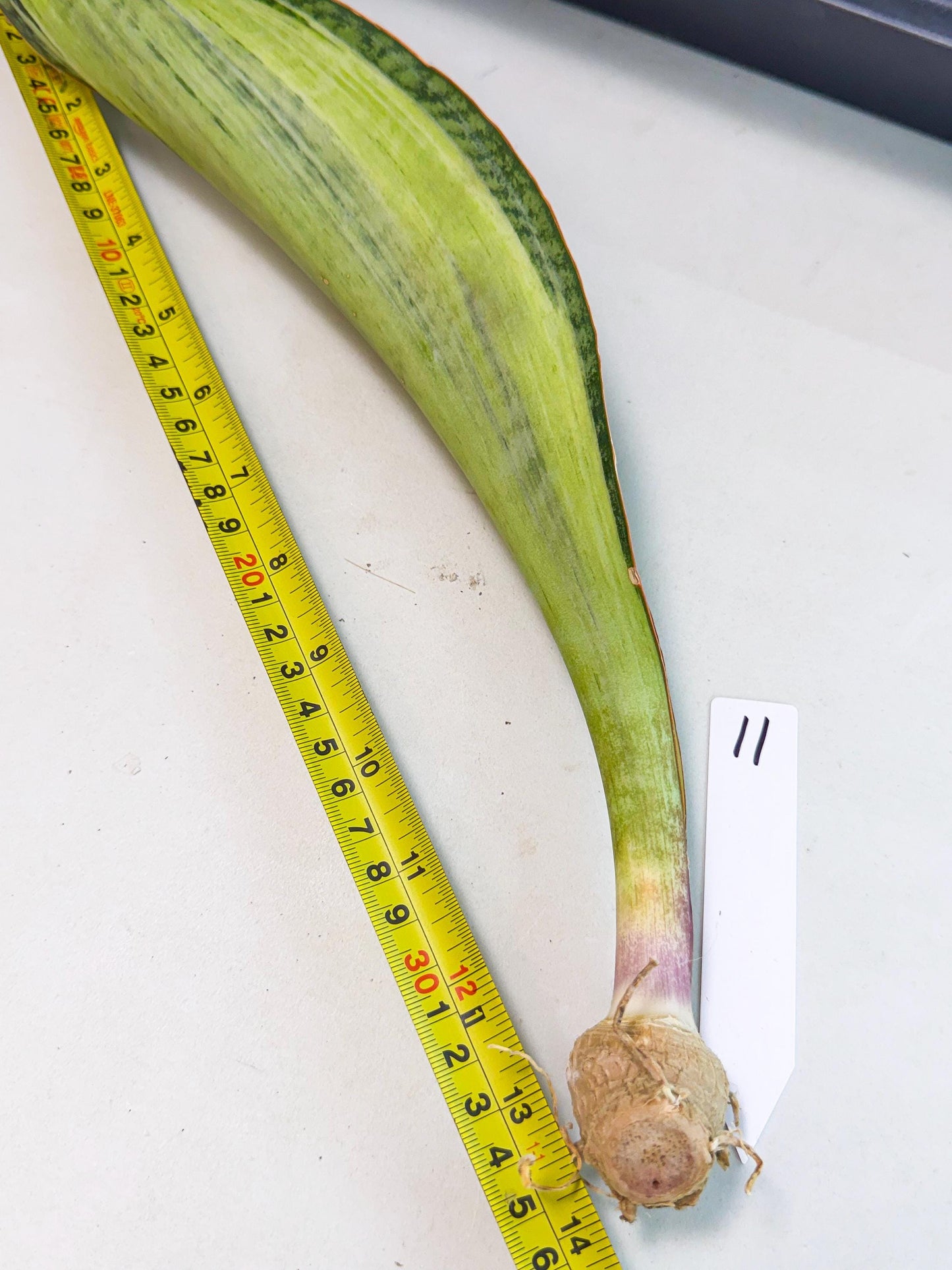 Sansevieria Masoniana Bruda (bb) (11) | Masoniana Var x Eliptica Var