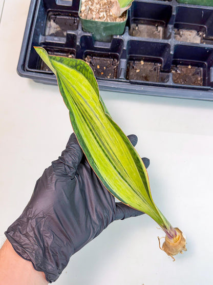 Sansevieria Masoniana Bruda (bb) (11) | Masoniana Var x Eliptica Var
