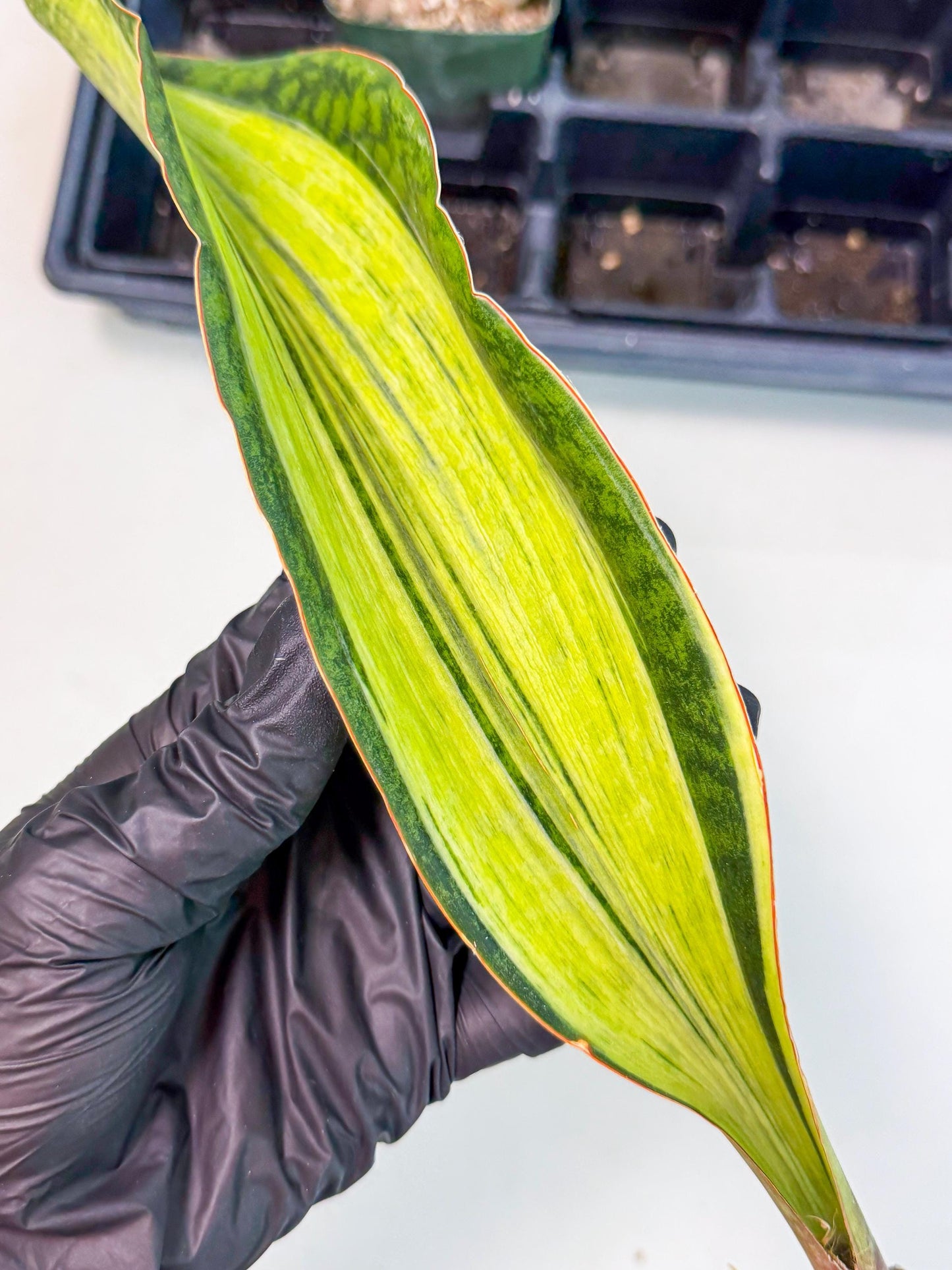 Sansevieria Masoniana Bruda (bb) (11) | Masoniana Var x Eliptica Var
