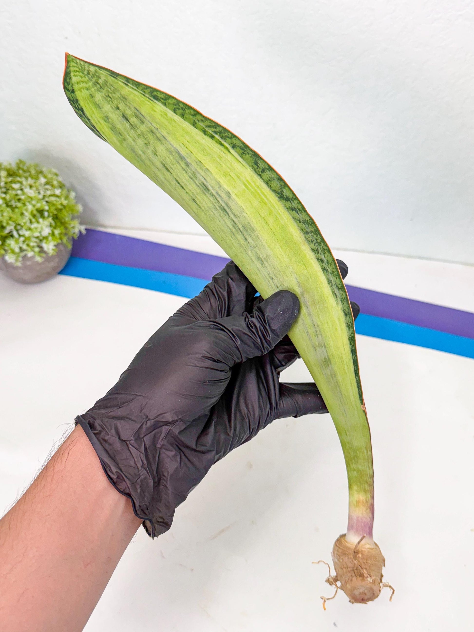 Sansevieria Masoniana Bruda (bb) (11) | Masoniana Var x Eliptica Var