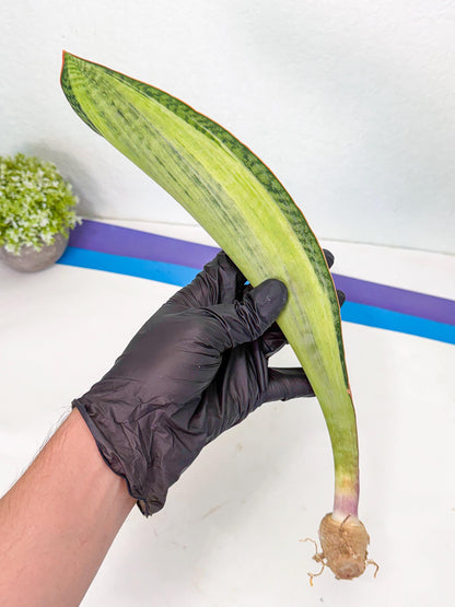 Sansevieria Masoniana Bruda (bb) (11) | Masoniana Var x Eliptica Var