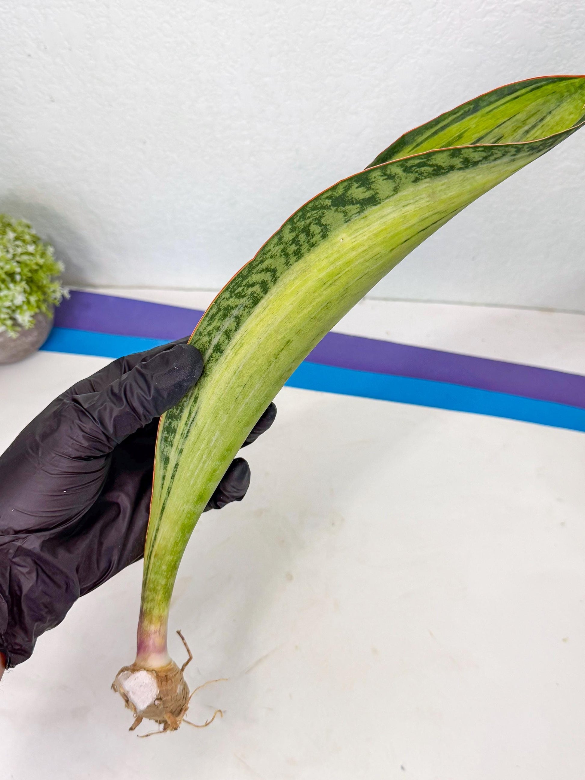 Sansevieria Masoniana Bruda (bb) (11) | Masoniana Var x Eliptica Var