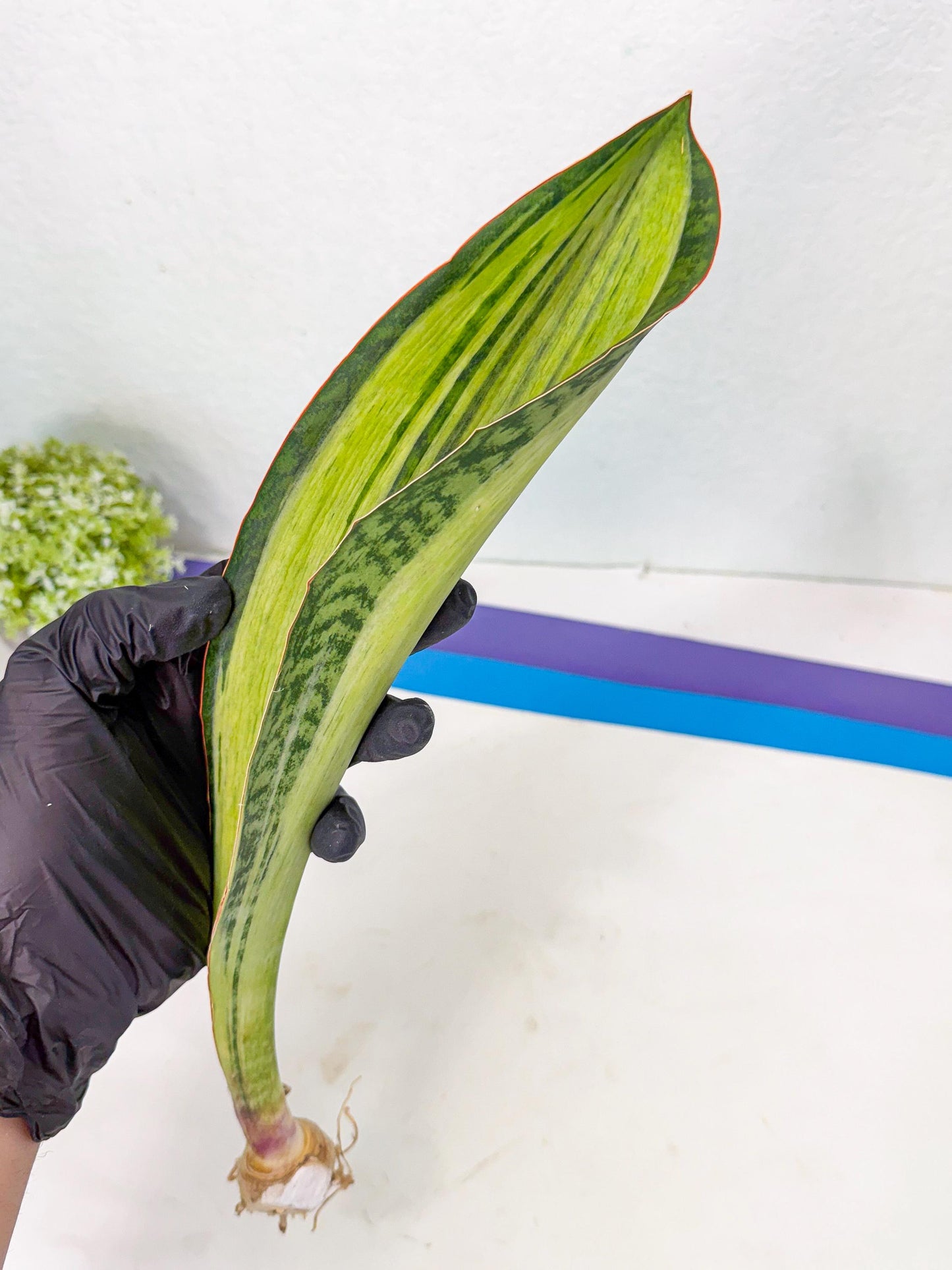 Sansevieria Masoniana Bruda (bb) (11) | Masoniana Var x Eliptica Var