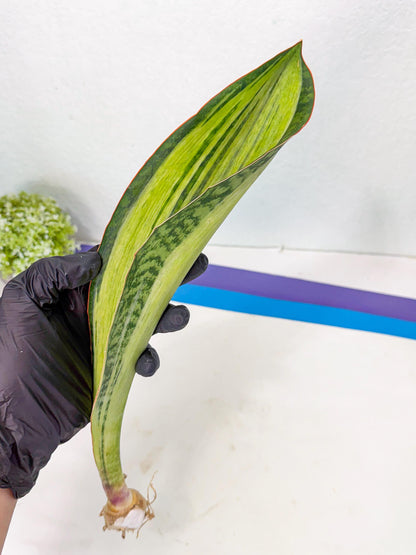 Sansevieria Masoniana Bruda (bb) (11) | Masoniana Var x Eliptica Var