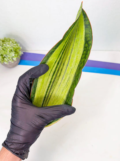Sansevieria Masoniana Bruda (bb) (11) | Masoniana Var x Eliptica Var