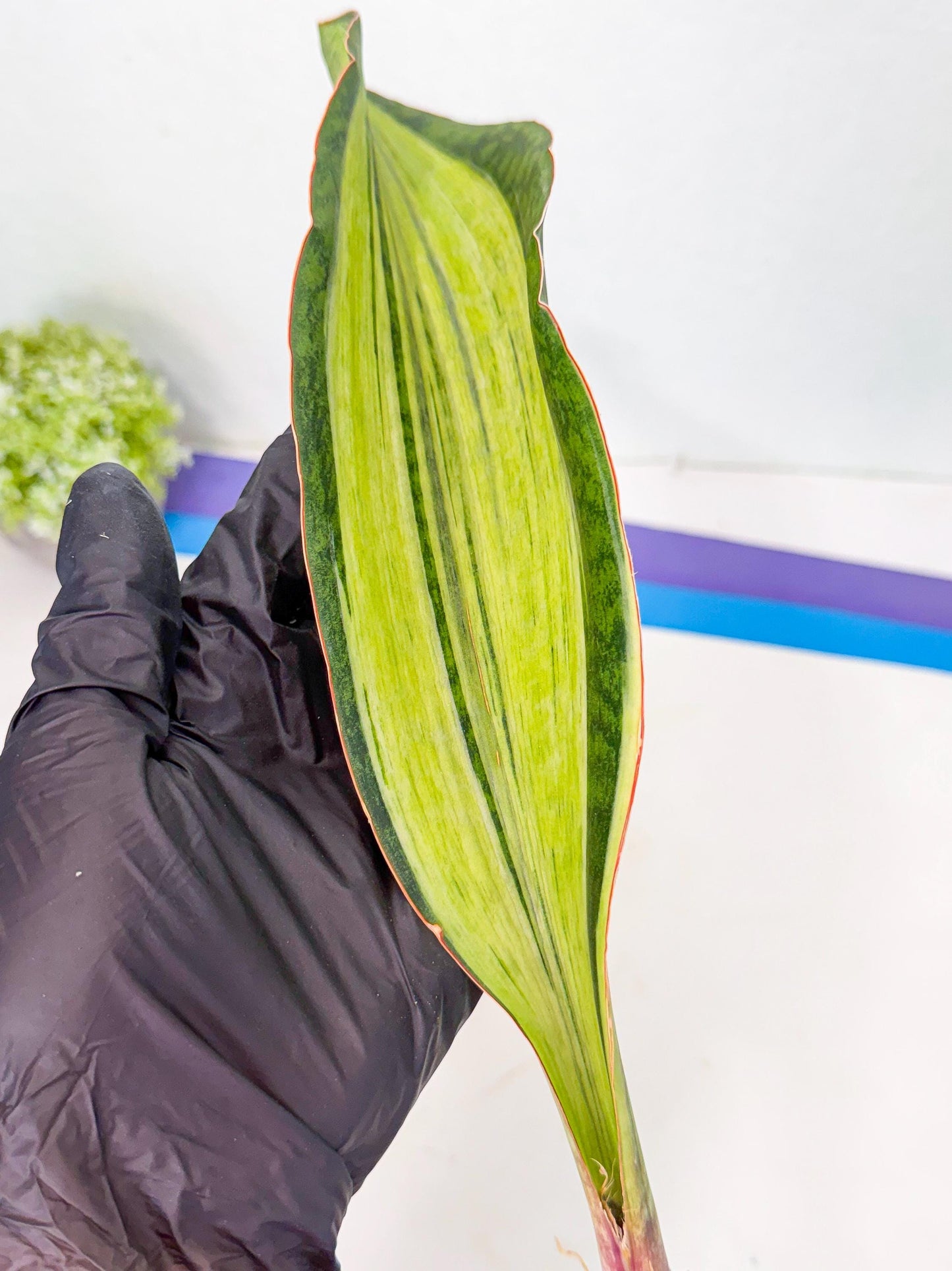 Sansevieria Masoniana Bruda (bb) (11) | Masoniana Var x Eliptica Var