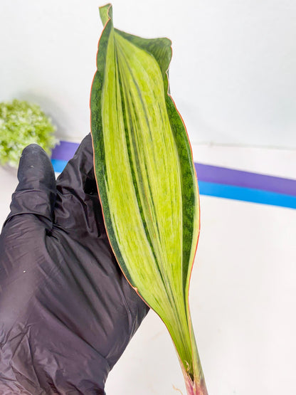 Sansevieria Masoniana Bruda (bb) (11) | Masoniana Var x Eliptica Var