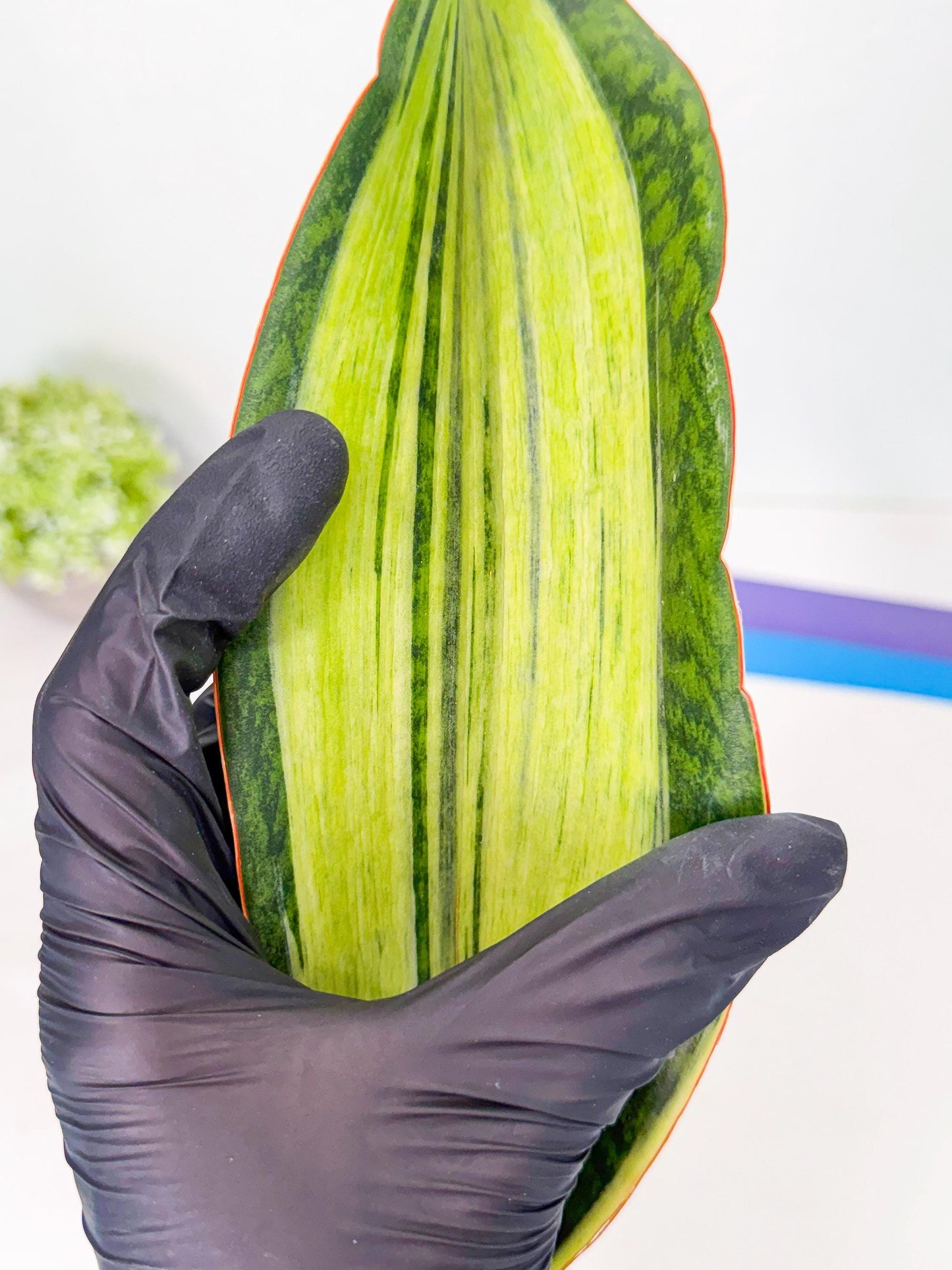 Sansevieria Masoniana Bruda (bb) (11) | Masoniana Var x Eliptica Var