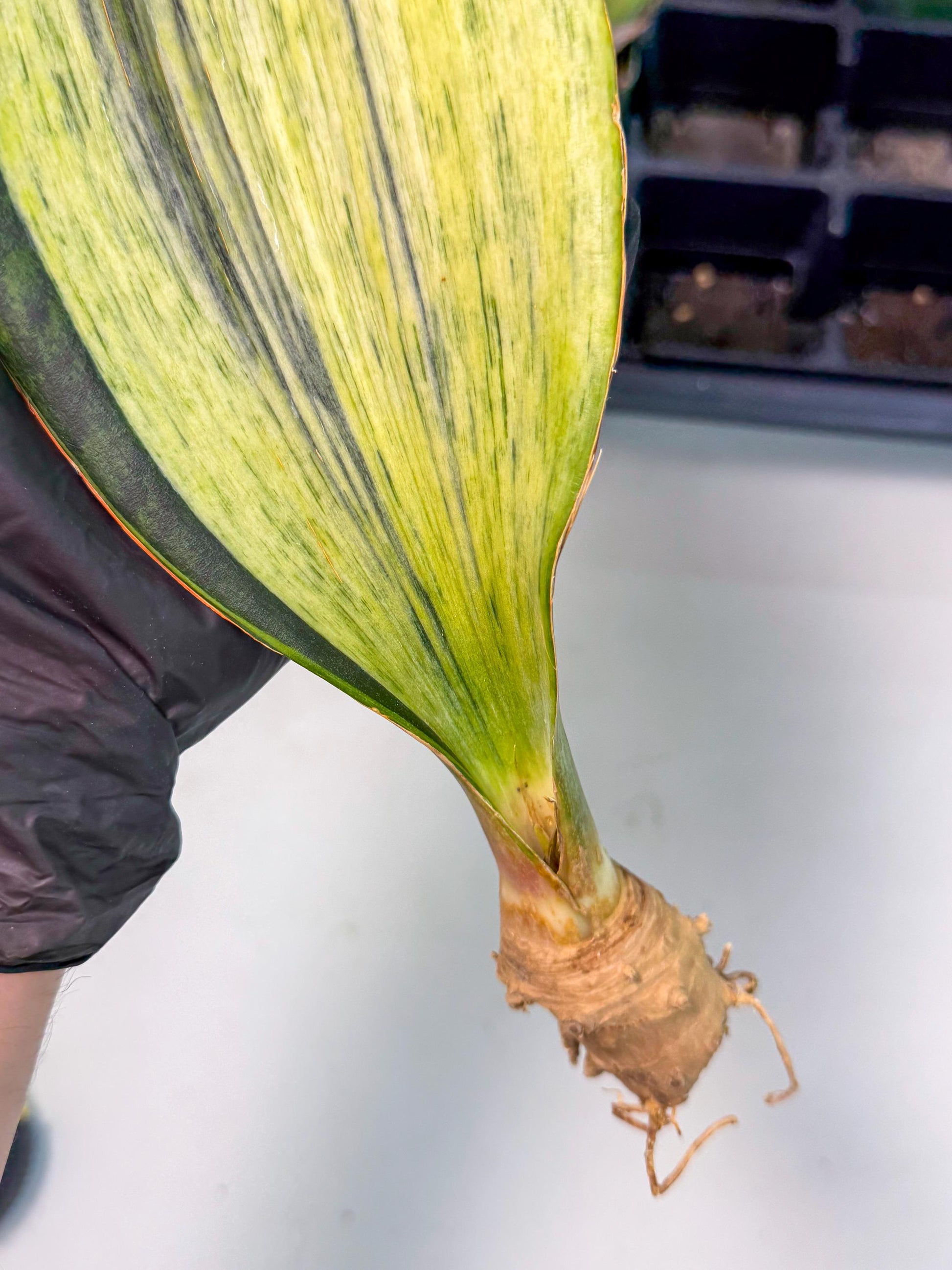 Sansevieria Masoniana Bruda (bb) (12) | Masoniana Var x Eliptica Var