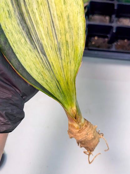Sansevieria Masoniana Bruda (bb) (12) | Masoniana Var x Eliptica Var
