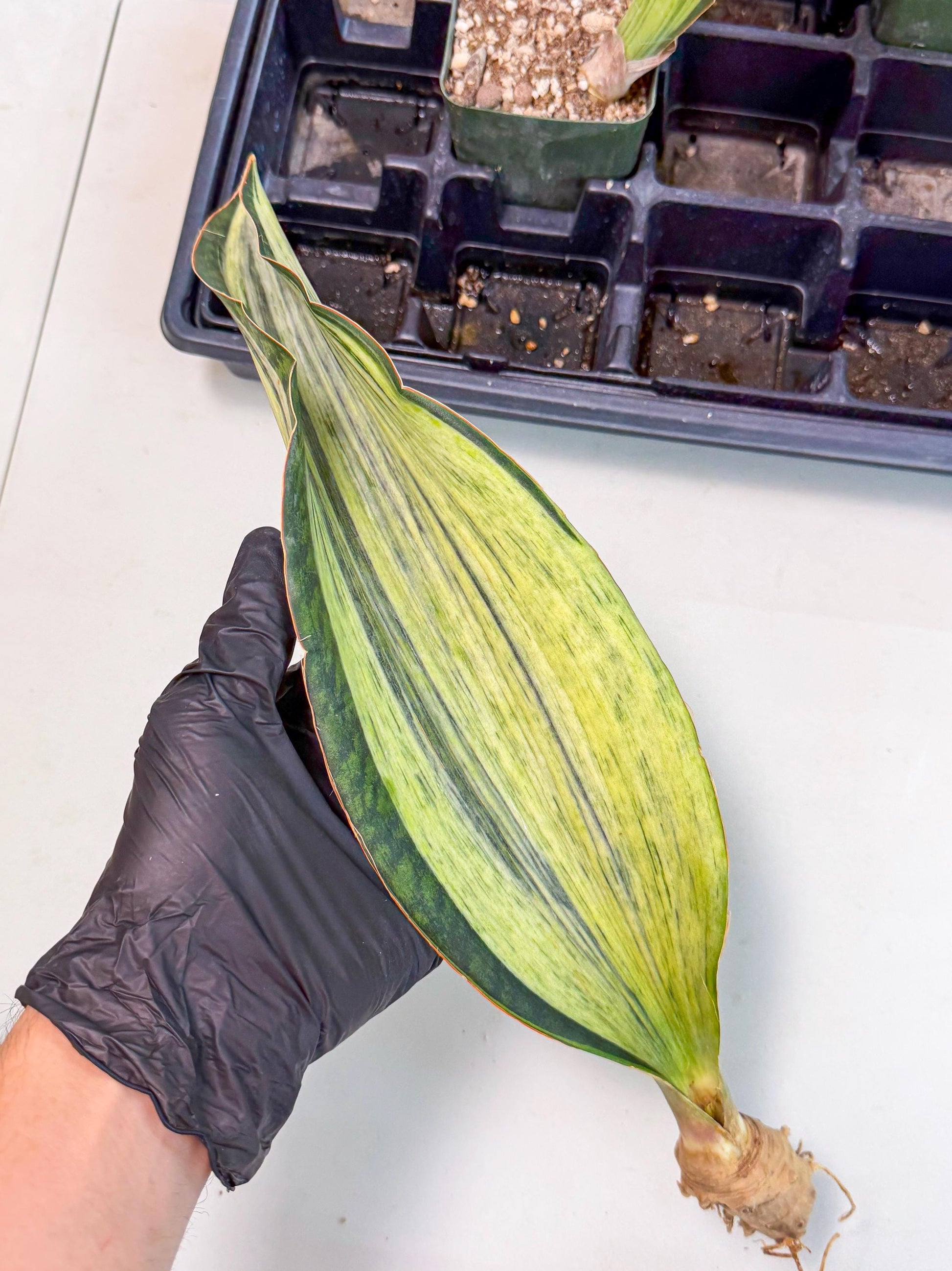Sansevieria Masoniana Bruda (bb) (12) | Masoniana Var x Eliptica Var