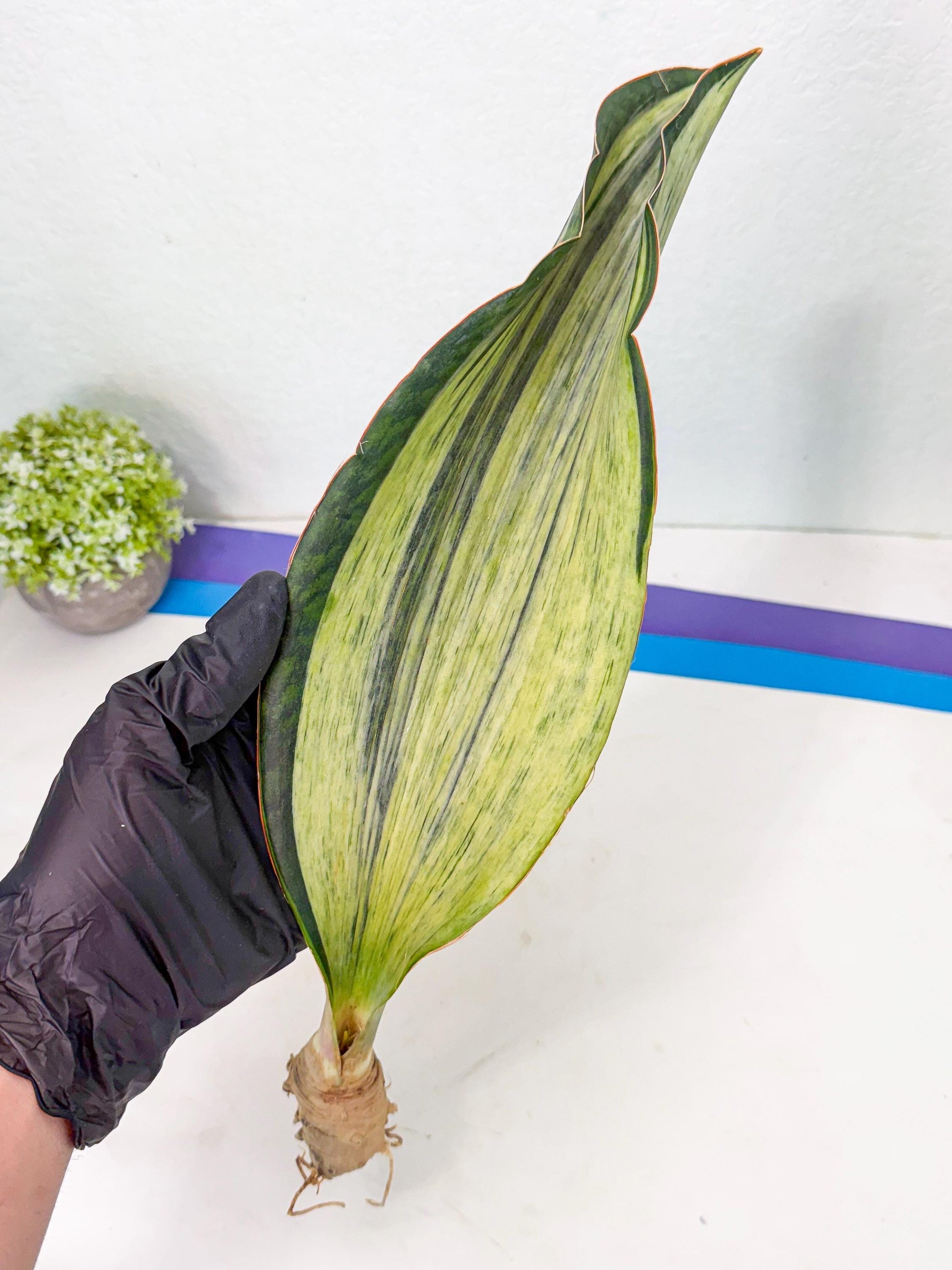 Sansevieria Masoniana Bruda (bb) (12) | Masoniana Var x Eliptica Var