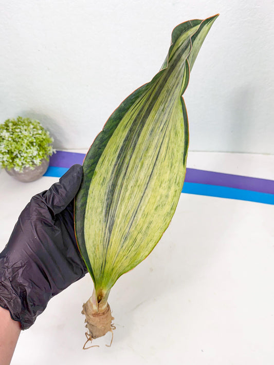 Sansevieria Masoniana Bruda (bb) (12) | Masoniana Var x Eliptica Var