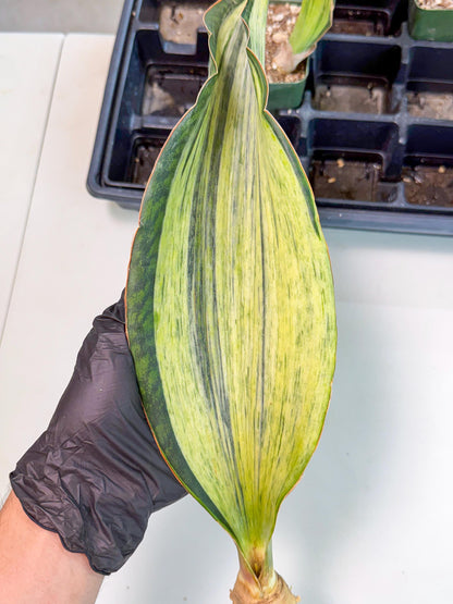 Sansevieria Masoniana Bruda (bb) (12) | Masoniana Var x Eliptica Var
