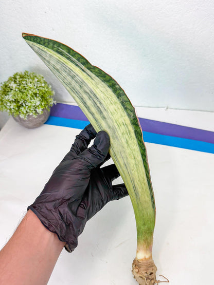 Sansevieria Masoniana Bruda (bb) (12) | Masoniana Var x Eliptica Var