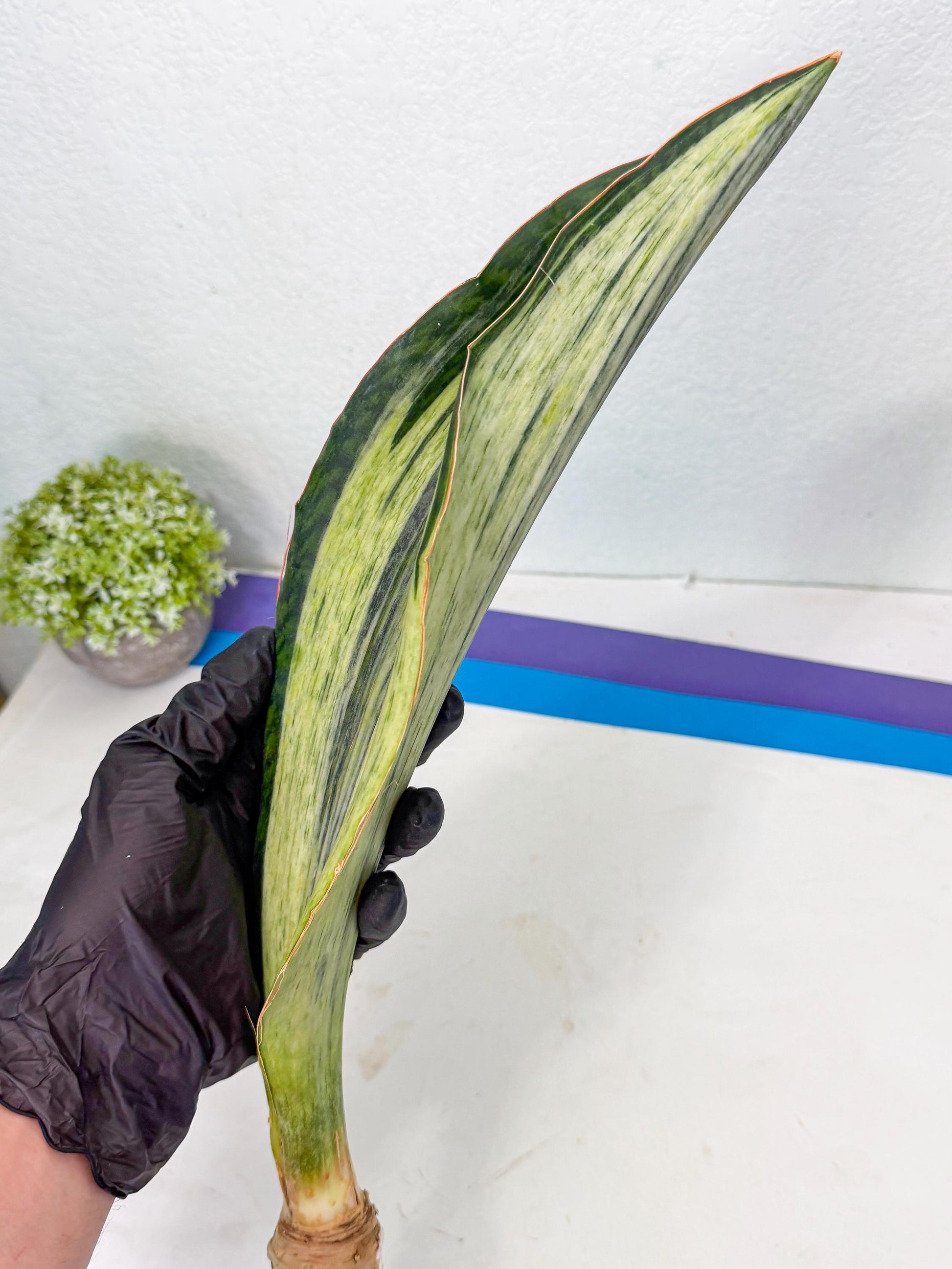 Sansevieria Masoniana Bruda (bb) (12) | Masoniana Var x Eliptica Var
