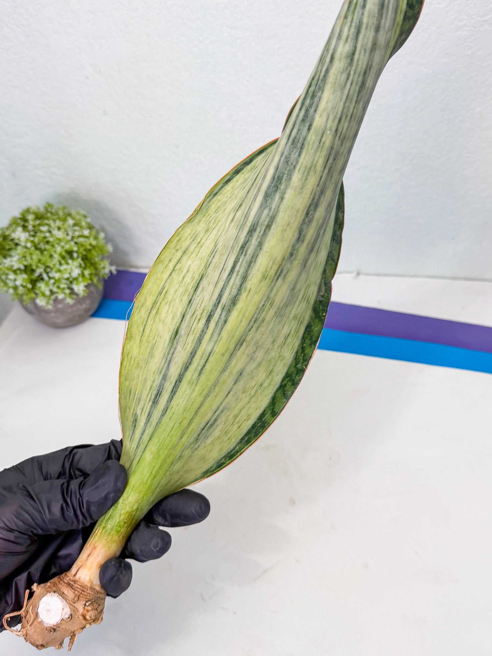 Sansevieria Masoniana Bruda (bb) (12) | Masoniana Var x Eliptica Var
