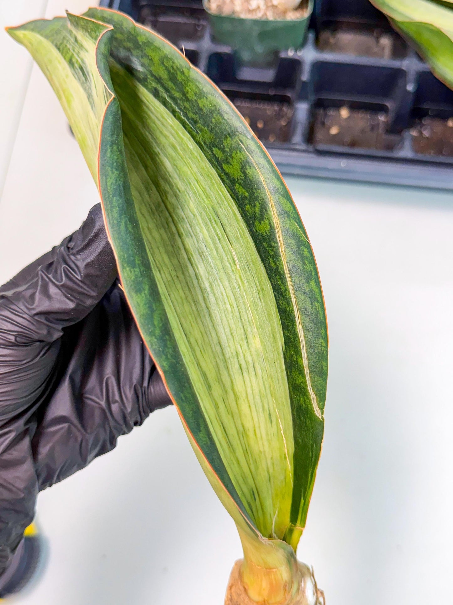 Sansevieria Masoniana Bruda (bb) (12) | Masoniana Var x Eliptica Var