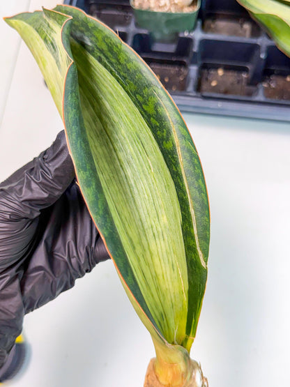Sansevieria Masoniana Bruda (bb) (12) | Masoniana Var x Eliptica Var