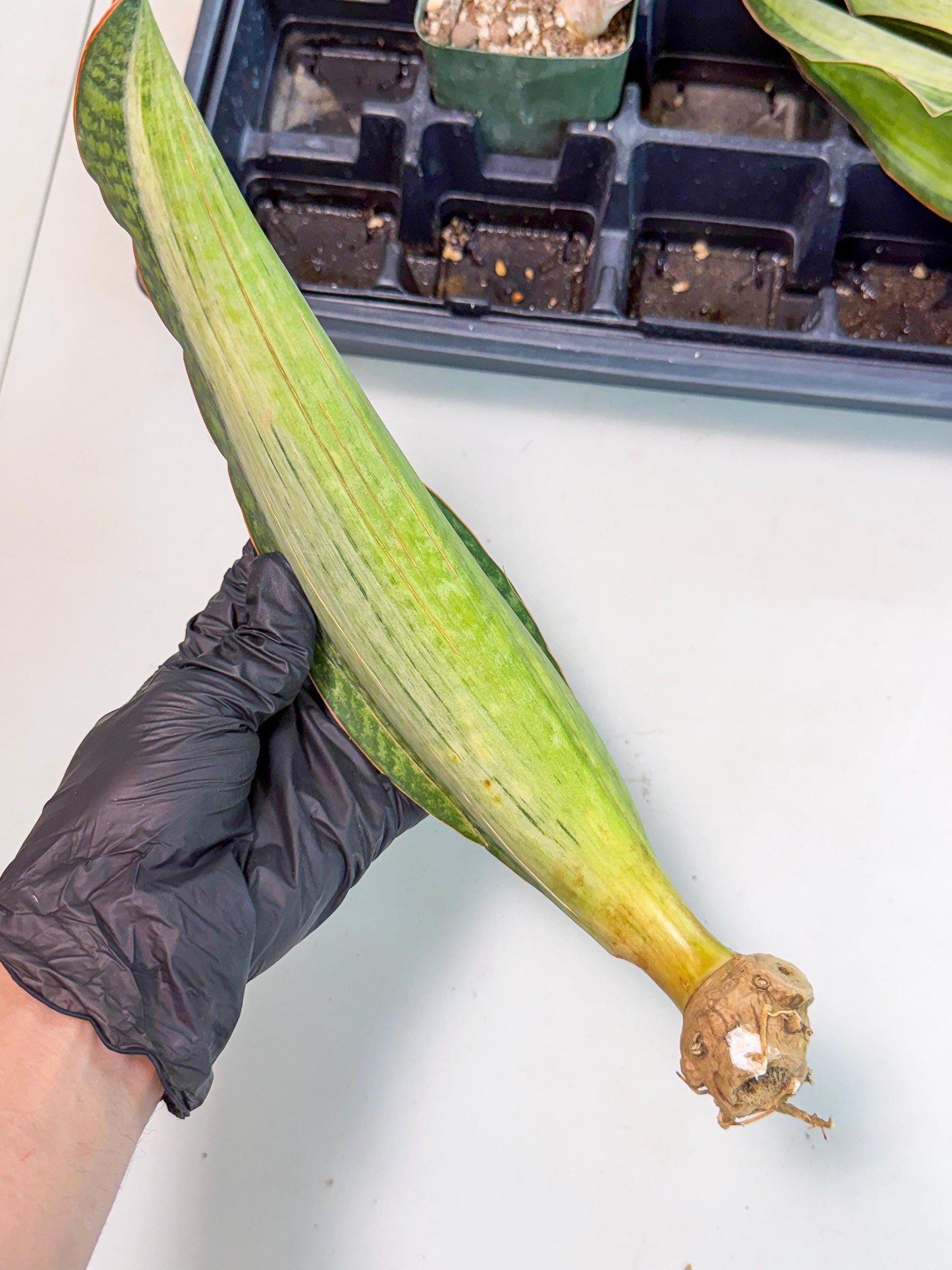 Sansevieria Masoniana Bruda (bb) (12) | Masoniana Var x Eliptica Var
