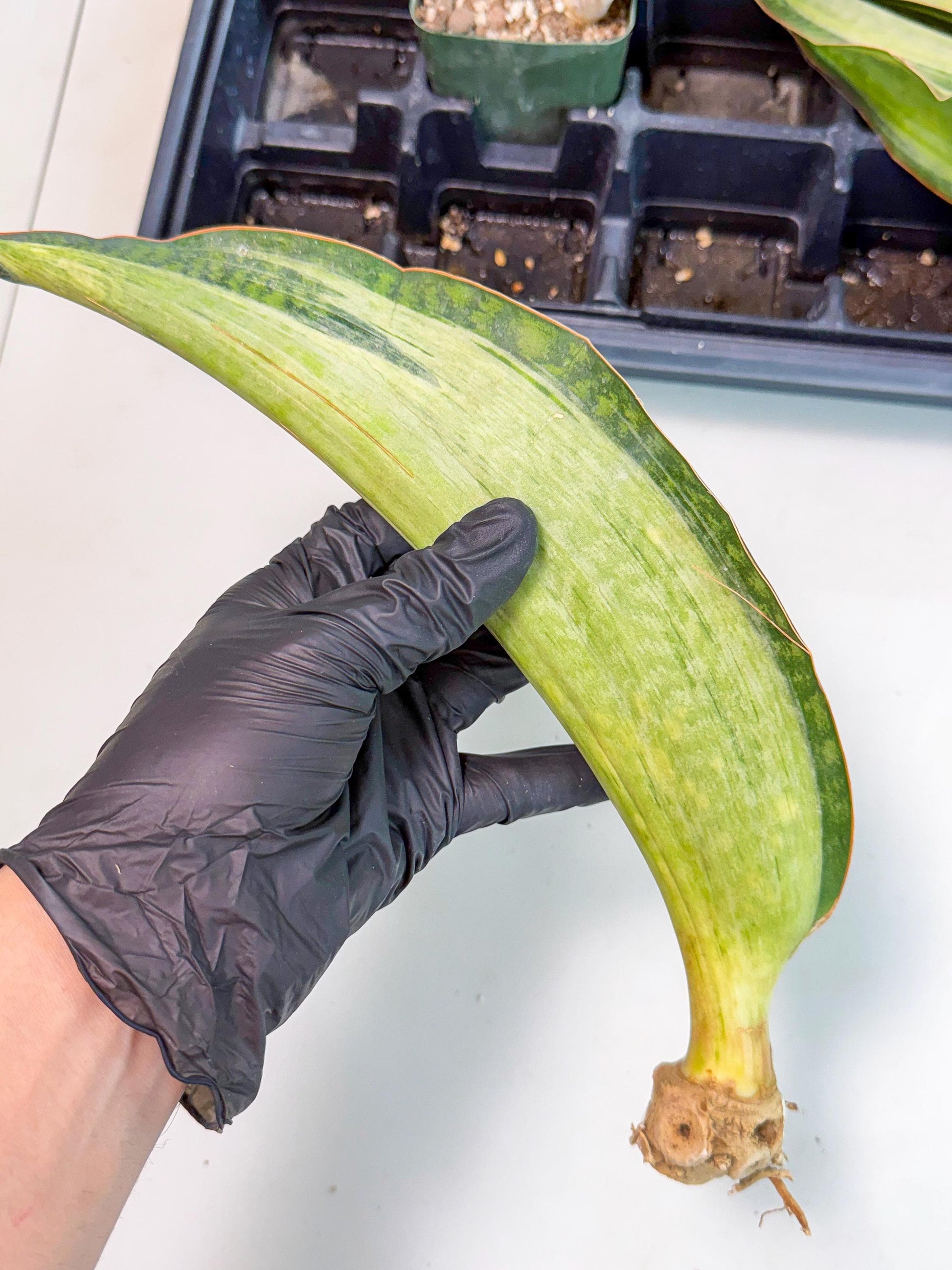 Sansevieria Masoniana Bruda (bb) (12) | Masoniana Var x Eliptica Var