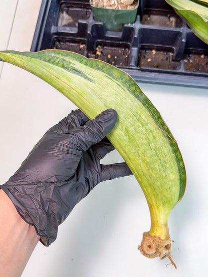 Sansevieria Masoniana Bruda (bb) (12) | Masoniana Var x Eliptica Var