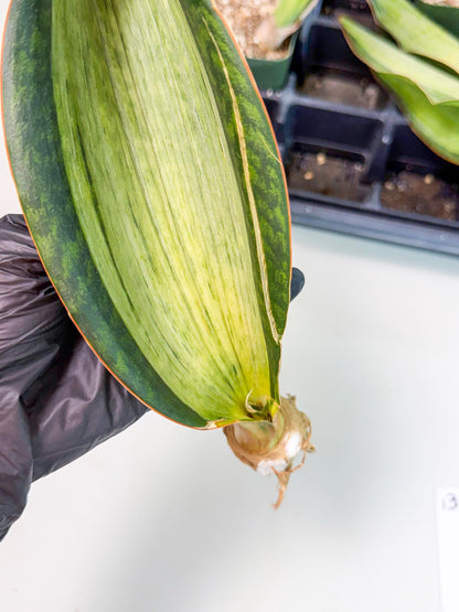 Sansevieria Masoniana Bruda (bb) (12) | Masoniana Var x Eliptica Var